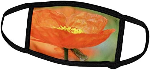 3dRose PS Virágok - Gyönyörű Narancssárga Izlandi Mák - Virág - Tavaszi - Álarcok (fm_52822_2)